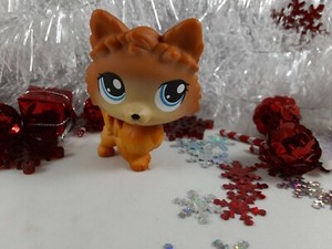 lps pomeranian