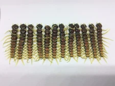 Hellgrammite Lures 2-1/2" Motor Oil, Solid Head / Body Only, 12/Pk