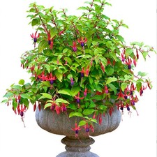1 X FUCHSIA 'GENII' DECIDUOUS BUSHY SHRUB HARDY GARDEN PLANT