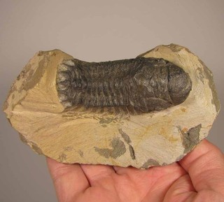 2.3" Crotalocephalus Gibbus TRILOBITE Fossil on Matrix Devonian Age Morocco