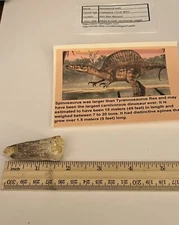 Spinosaurus Tooth Dinosaur Fossil not T Rex Cretaceous CS51
