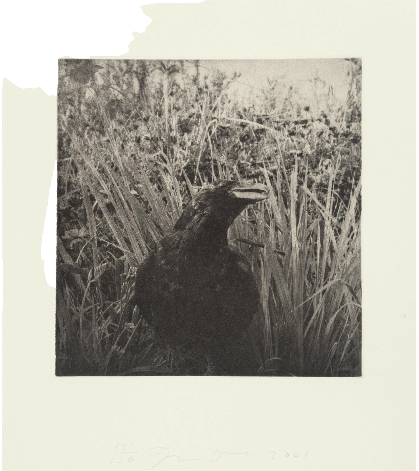 Birds Limited Edition Art Photographs