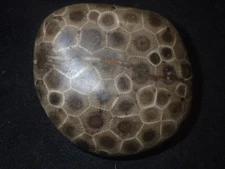 Polished Petoskey Stone