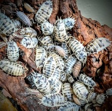 25 Dairy Cow Isopod Starter Culture BIOACTIVE CLEANUP/FEEDER INSECTS  LAG 