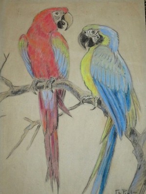 Charles PIOT (1886-1972) PASTEL DRAWING PARROT MACAW BIRDS ORNITHOLOGY 1947