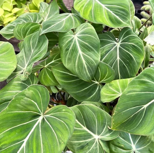 Philodendron Gloriosum ,creeping velvet philodendron plant in 4" pot