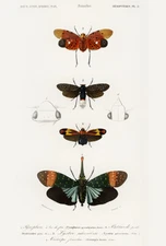 Red Nose Clown Lanternfly Pyrophorus Penthicodes 1849 Insect Illustration Poster