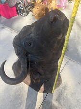  Mounted Cape Buffalo