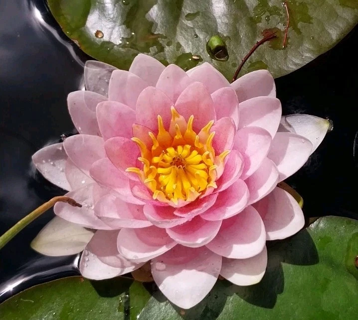 Water Lilly 1x About 5X Babies In One Big Mother Plant White Mixed Pink. - image 3 of 4