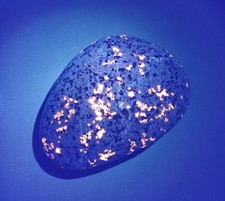Fluorescent Sodalite  Yooperlite   1 Pound 4 Ounce. Large and Bright Stone