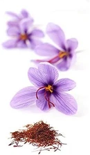 Saffron Crocus 10 Bulbs for Planting - Rare Spice - Organic Crocus Sativus