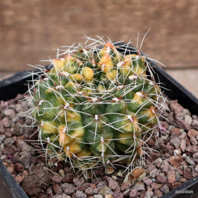 A2407 GYMNOCALYCIUM BALDIANUM VARIEGATED pot10-H6-W7 cm MaMa Cactus | eBay