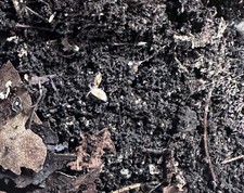 Trichorhina tomentosa  Dwarf Purple.  isopods 25 count