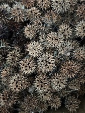 Lot Of 10 Brown Sweet Gum Tree Balls - Arts  Crafts - Recently Fallen