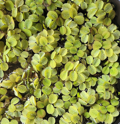 Water Spangles/Salvinia minima/Floating Plant (100 plants/400+Leaves) READ BELOW