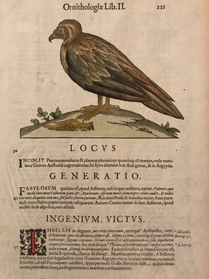 Ornithologiae Libri. II, Blatt S 221/222 Aldrovandi, Ulisse: