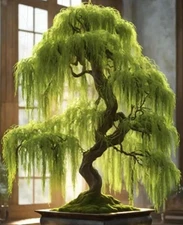 Eversong Weeping Willow Bonsai Tree Cutting to Grow - Thick Trunk Cutting, Fast 