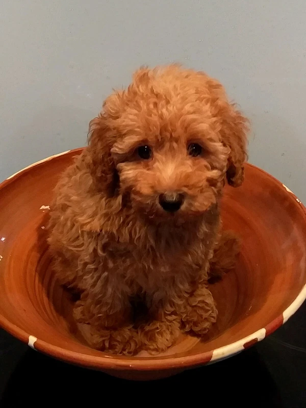 teacup red toy poodle