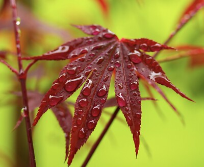 Acer palmatum cv 'FIRE GLOW' GRAFTED -  Fire Glow Japanese Maple