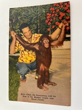 Chan the Orangutan With His Boss at Money Jun...