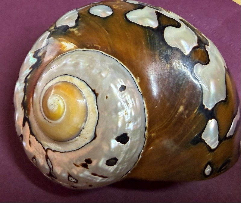 Huge  Turbo Shell Brown and Mother of pearl, perfect collectible specimen.