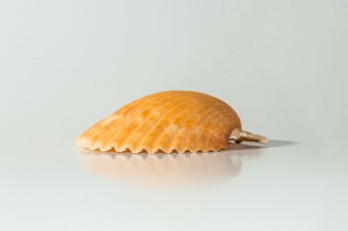 NessaStores Orange Pecten Sea Shell Beach Craft Scallop 2" - 3" (16 pcs ) #JC-31 - Picture 2 of 6