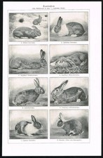 Razze di conigli domestici - Meyers Lexikon anni '20 antica stampa zoologica