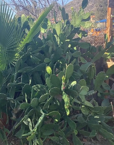 Edible Prickly Pear Cactus Opuntia Ficus 7 Pads For $12.00 - Picture 5 of 7