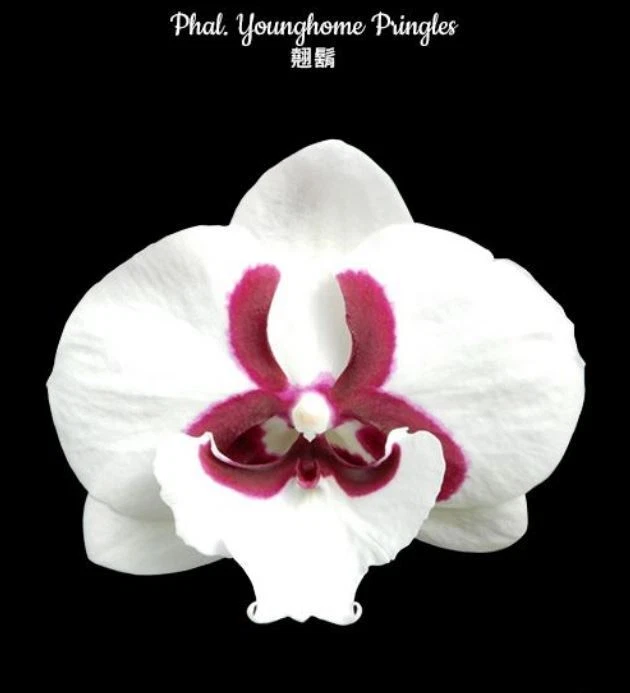 Pringles Phalaenopsis