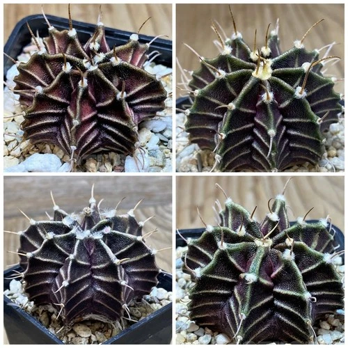 Gymnocalycium friedrichii   ‘Zebra’     20seeds   harvest 2026