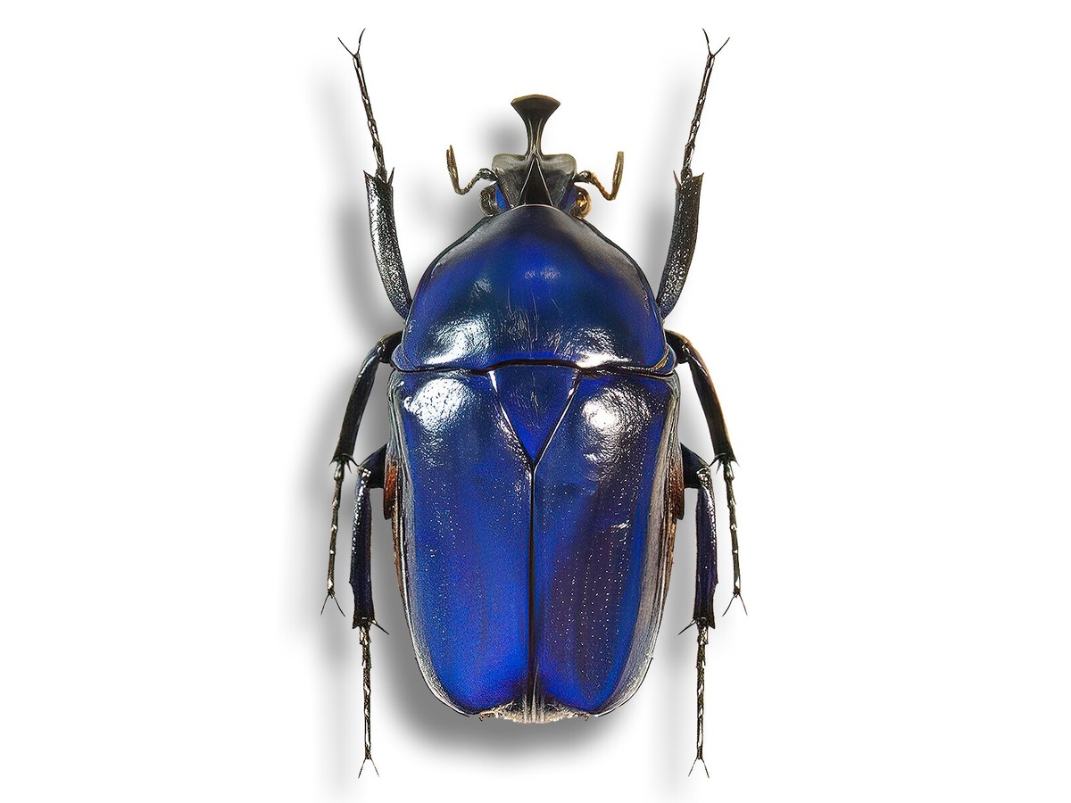 RARE Cetoniidae Trigonophorus rothschildi BLUE Form Beetle