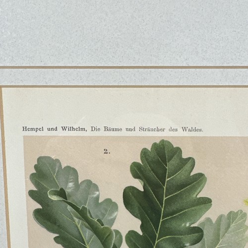 Contemporary Trowbridge Botanical Prints, Framed Oak Leaf Acorn 22” X 18” - Picture 3 of 12