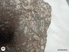 Natural Crinoid Fossils Death Bed Cluster Slab Plate Orodovician - Arkansas 27lb — photo 6