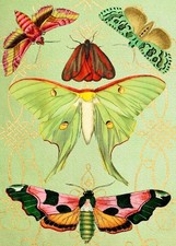 Moth Magic Pop Up Art Blank Greeting / Birthday Card  Vintage Gold Foil Treacle