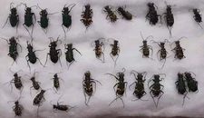 Set Cicindela Cicindelidae Carabidae  11 sp 30 pcs tiger beetles from Ukraine