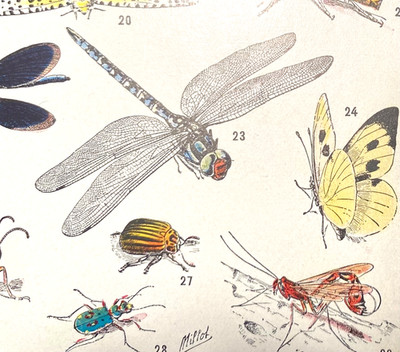 Alte Lithographie, Insectes, ca.1940, Insekten, Zoologie, Cantharid, Lepismus