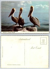 Florida Pelicans Postcard CTL116