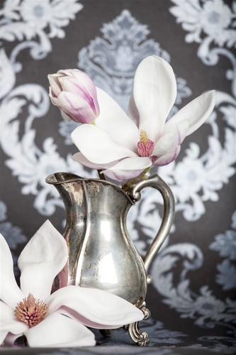Magnolia soulangiana, Tulpen-Magnolie, rosa-weiß, 60–80 cm - Bild 3 von 14