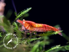 Yellow Eye YE Red Cherry Shrimp   Bred by Aquatic Arts