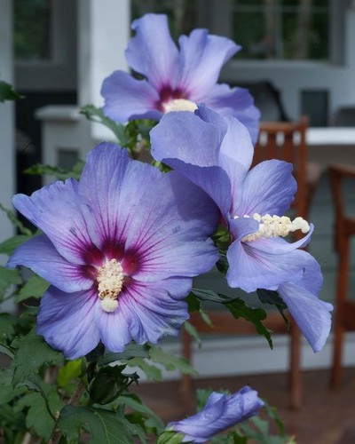 hibiscus syriacus violet satin | rose of sharon | 10_seeds