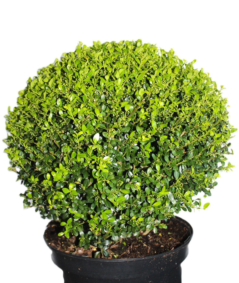 green giant arborvitae thuja Arborvitae Green Giant (3 Gallon) - Fast-Growing Privacy Screen main image 1