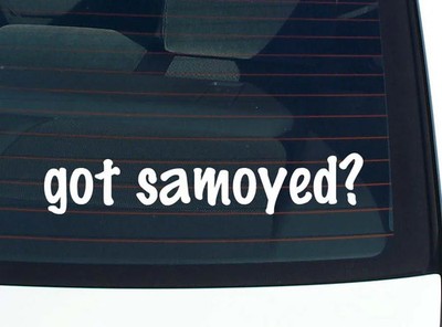 got samoyed? CAR DECAL BUMPER STICKER VINYL FUNNY JOKE WINDOW
