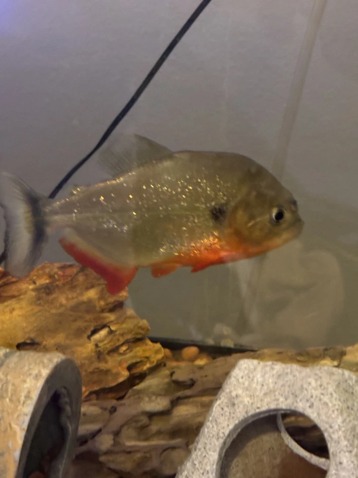 LIVE RED BELLY CARIBE PIRANHA 4-5 inches - Image 2 of 4