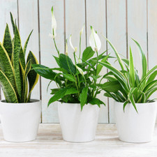 T&M Air Purifying Houseplant Collection 3 Indoor House Plants Perennial 12cm Pot