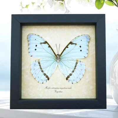 Mint Morpho Butterfly Framed Morpho catenarius verso Framed Taxidermy Display
