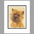 Cairn Terrier Dog Original Art Print 8x10 Matted to 11x14