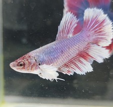Live Betta fish Dumbo Female 062