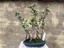 Dwarf, Jade Bonsai 15" Bonsai Pot 6 Tree Forest indoors , Nice Japanese Pot
