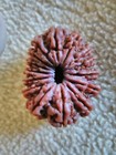   15 MUKHI RUDRAKSHA 38MM FROM NEPAL RARE  COLLECTORS  — photo 5