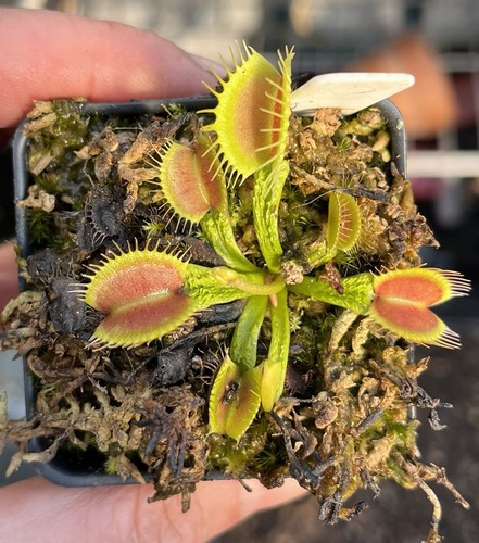 Dionaea Muscipula Schuppenstiel